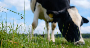 Spring Grazing Strategies