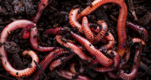 Home Grown Worm Beds