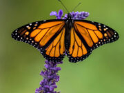 Butterflies – Beyond Their Beauty