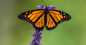 Butterflies – Beyond Their Beauty