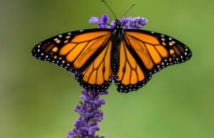 Butterflies – Beyond Their Beauty