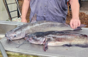 Make It Easy on Yourself, Bud – Just Go Fishing