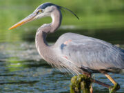 Farm Pond Predators