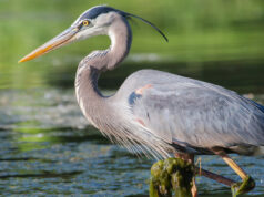 Farm Pond Predators