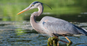 Farm Pond Predators