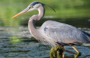 Farm Pond Predators