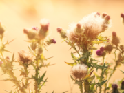 Thistles – Pasture Problems and Solutions