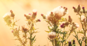 Thistles – Pasture Problems and Solutions