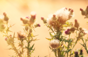 Thistles – Pasture Problems and Solutions