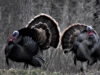 The Deja Vu Turkey Hunt-Almost!