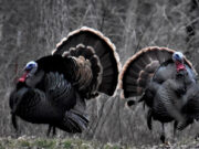 The Deja Vu Turkey Hunt-Almost!