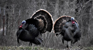 The Deja Vu Turkey Hunt-Almost!